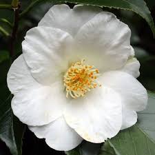Jim S Camellias Gallery D Camellia Flowers Begonia