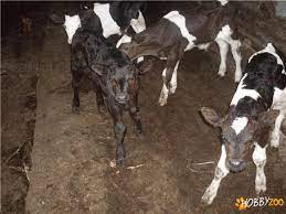We did not find results for: Vitei De Lapte Taurasi Hobby Zoo Ro