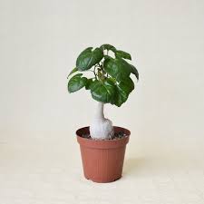 Image result for Pyrenacantha