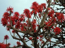 Image result for Erythrina abyssinica × lysistemon