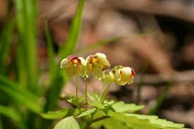 Image result for Isopyrum nipponicum