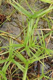 Image result for Pycreus mundtii