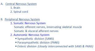 Autonomic Physiology Flashcards Quizlet