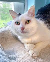 For the Cats' Sake added a new photo.