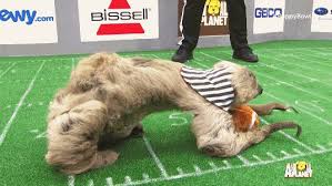 The original renegade raider skin is one of the rarest in the game. Animals On Football Fields The Absolute Funniest Moments Sbnation Com