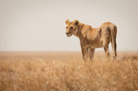 Download and use 900+ lion images for free. Lion Conservation Management Cms