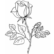 Dessins Pour Transfert En 2020 Coloriage Rose Dessin De Fleurs Au Crayon Croquis De Fleurs