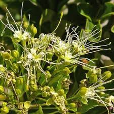 Image result for Maerua nervosa