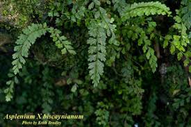 Image result for Asplenium cancellatum
