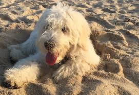 If you are looking for a breeder who can educate you further about the breed and help you find your new family member, you are in the right place. Goldendoodle Puppies By Moss Creek Goldendoodles In Florida English Goldendoodle Puppies
