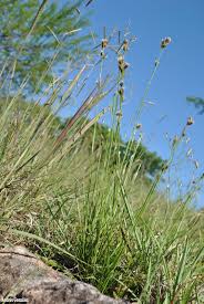 Image result for Rhynchospora rugosa