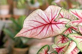 Image result for Caladium