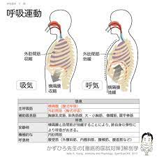 呼吸運動のポイント 吸息 主呼吸筋 腹式呼吸 横隔膜 胸式呼吸 外肋間筋 補助吸息筋 胸鎖乳突筋 斜角筋 など 呼息 安静時 吸気筋が弛緩すると肺自身の弾力性で自然に呼息が起こる 積極的な呼息 内肋間筋 腹筋群 かずひろ先生 解剖学マガジン
