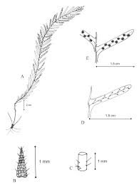 Image result for Lellingeria