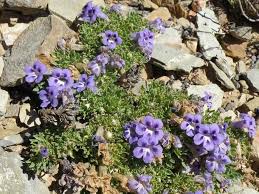 Image result for Aptosimum procumbens
