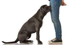 Why Do Dogs Smell Your Crotch? And How Do I Get My Pup To Stop?