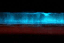 Beautiful red tide at night it was amazing i would love it if you guys could like and subscribe to me/ flyinghotdog7. Why S California S Tides Are Glowing Blue