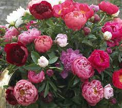 Roberta S 3 Piece Bounty Of Blooms Victorian Peony Qvc Com Growing Peonies Peonies Garden Peony Bulbs