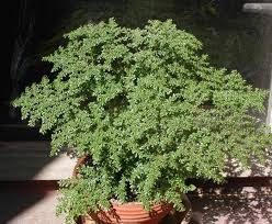 Image result for Pilea microphylla