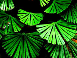 Image result for Actiniopteris radiata