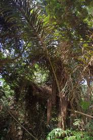 Image result for Raphia rostrata