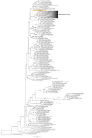 Image result for Crambe kilimandscharica