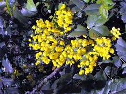 Maybe you would like to learn more about one of these? Bush With Yellow Flowers And Evergreen Leaves Which Blossom In Spring Stock Photo Picture And Royalty Free Image Image 4709289