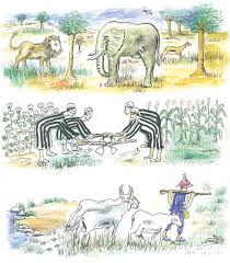 Image result for Crepidorhopalon schweinfurthii