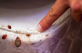 Image result for Bed Bug Control
