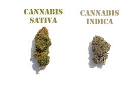 Sativa vs Indica