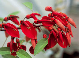 Image result for Erythrina crista-galli