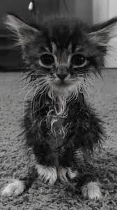 Pin By Nilgun Gedikoglu On Kedi Cik In 2020 Animals Beautiful Cute Cats Cats