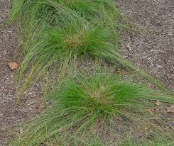 Image result for Carex angolensis