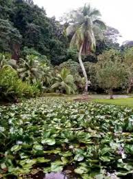 Jardin D Eau De Vaipahi Et Grottes De Maraa A Tahiti Jardin D Eau Ile De Tahiti Tahiti