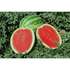 Is approximately 300 seeds, 1/4 lb. Crimson Sweet Watermelon