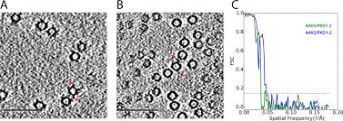 Image result for White 1996 AAV