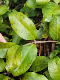 Image result for Hippocratea graciliflora