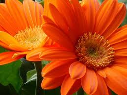 Image result for Gerbera jamesonii