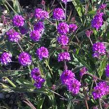 Image result for Verbena rigida