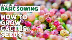How to grow cactus/cacti from seeds| how to start cactus seeds cultivation and propagation: How To Grow Cactus Seeds Episode 1 Basics Road To 60k Challenge Youtube