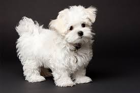 It is always wise to visit the dog to see if you are allergic to it before you commit. 15 Low Maintenance Hypoallergenic Dogs For Adoption
