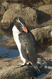 Kingdom animalia bersifat heterotrof yaitu tidak mampu memproduksi makanan sendiri, melainkan mendapat makanan dari organisme lain. Penguin Wikipedia Bahasa Melayu Ensiklopedia Bebas