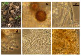 Image result for Scleroderma polyrhizon