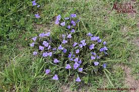 Tradescantia x andersoniana common name(s): Prairie Spiderwort Aggieturf