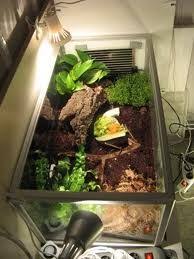 Achatina Housing Terrarium Giant African Land Snails Giant Snail