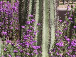 Want to add a little wonder to your website? Plants That Require The Least Amount Of Water Abc Scapes Inc