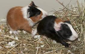 Guinea Pig Life Span How Long Do Cavies Live How To Extend Their Life Span Animallama