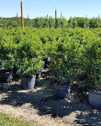 Like any other hedge, they need to be shaped with an. Ligustrum Japonicum Recurvifolium Japanese Privet Recurvea Wax Leaf Ligustrum Wavy Leaf Ligustrum Plantvine