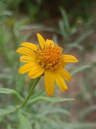 Image result for Pascalia glauca