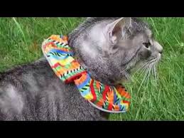 Bird Safe Cat Collar Canada Save Birds From Cats With Birdsbesafe Collar Covers Www Birdsbesafe Com Youtube